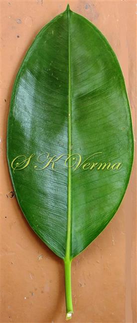  Leaf (Adaxial view)